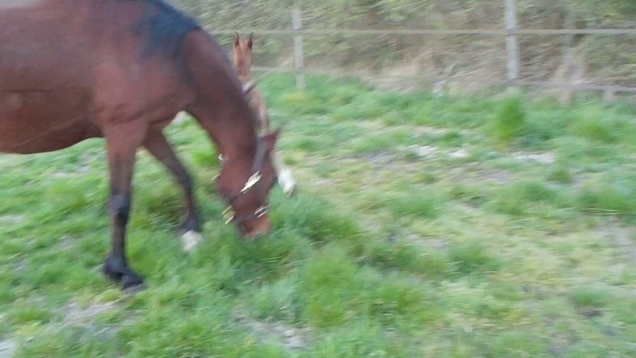 Qahien de Fontanelle 17 03 14