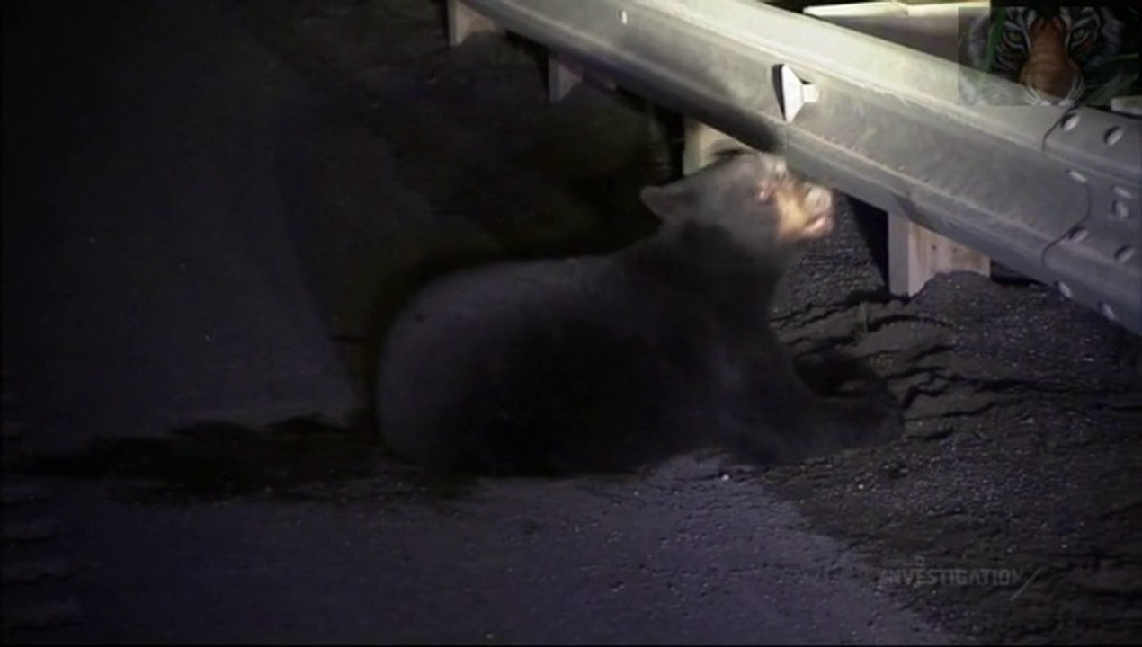 Police en Alaska: il faut abattre un jeune ours noire.