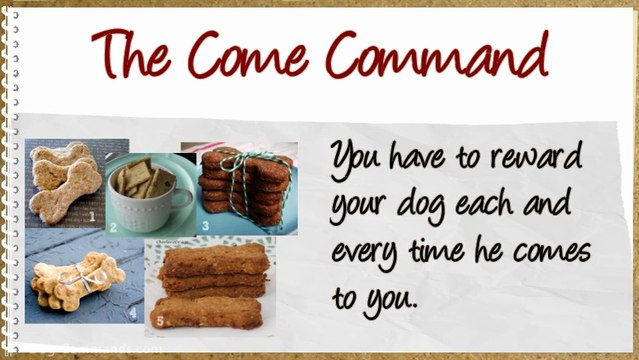 6 Dog Commands Every Dog Should Learn