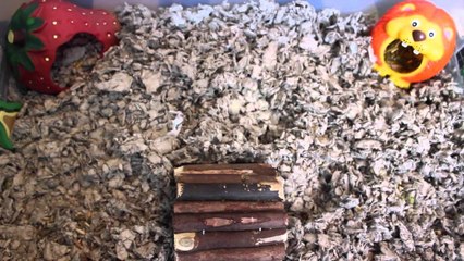 CAGE TOURS | March 2014