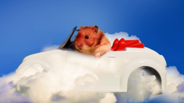 Hammy the Talking Hamster Sings 'Gimme My Nuts'