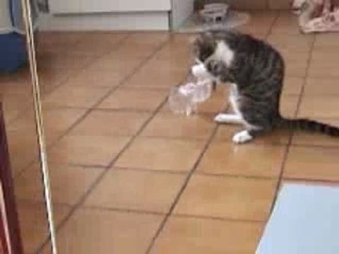 Diego, mon petit chat adoré !