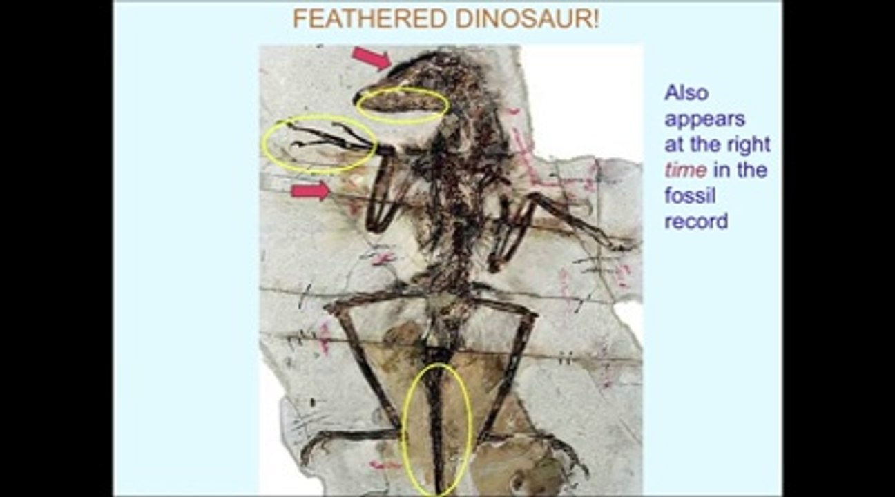 'Why Evolution Is True' by Jerry Coyne, AAI 2009