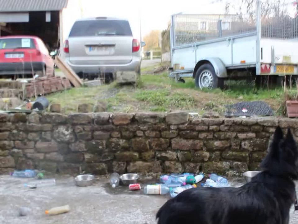 sociabilisation des chiots au bruit