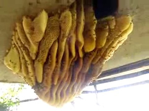 Beehive Removal | Willie the Bee Man | (305) 504-8020