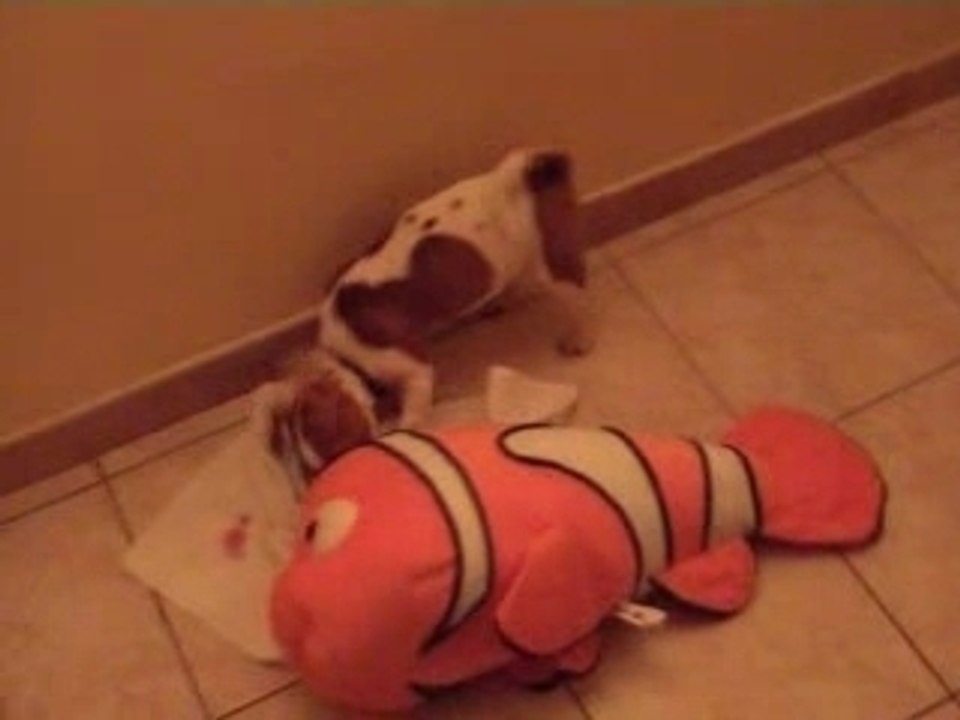JACK RUSSEL VS NEMO -4-