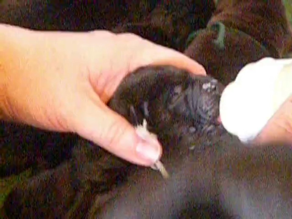 chiots labradors noirs et chocolats 1