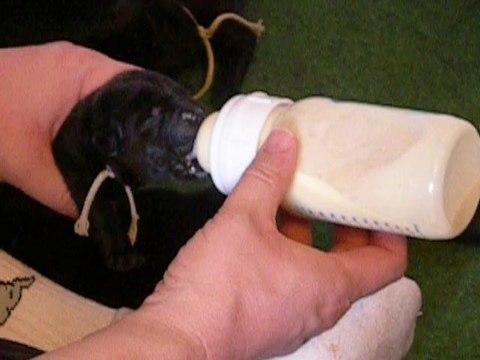 chiots labradors noirs et chocolats 2