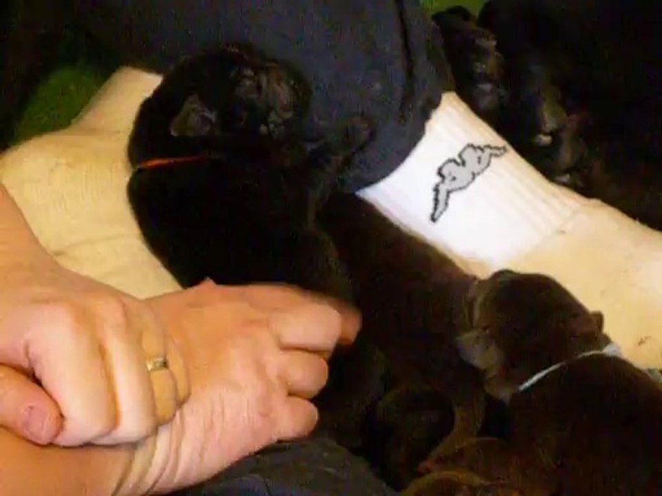 chiots labradors noirs et chocolats 5