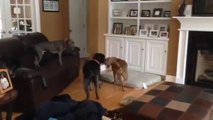 Excited Dog Jumps On The Furniture Playing The Lava Game
