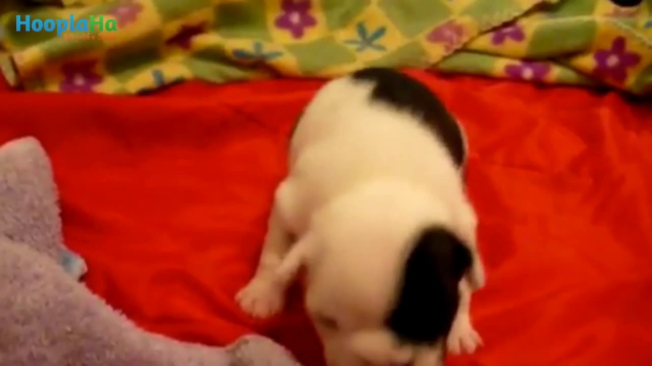 Des bébés animaux font leurs premiers pas!