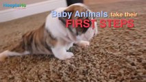 Baby animals taking their first steps for the first time.. Cute compilation !