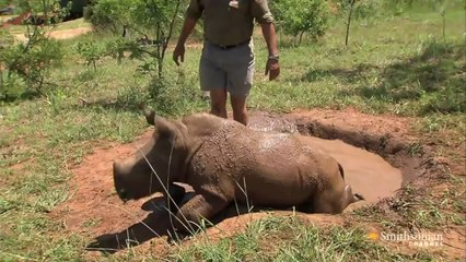 Baby Rhino Running Is The Cutest