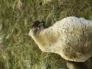 Ewe Won't Believe It - Farmer Rolling Sheep