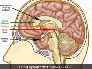 Introduction to Human  Growth Hormone
