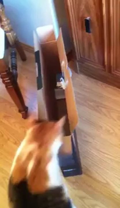 Epic Fail For Kitty