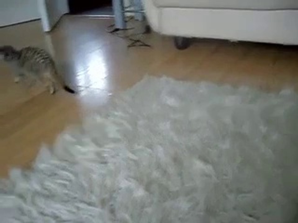 Meerkat Gets Warm By The Fire
