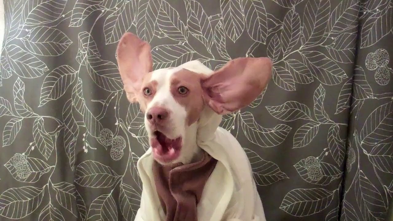 Yoda Dog Levitates Biscuits