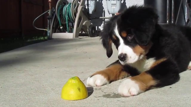 Bernese Mountain Dog Puppy vs Lemon