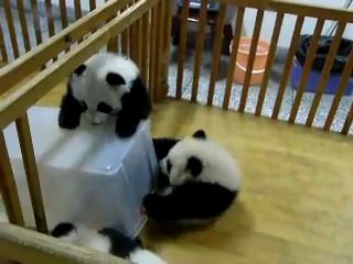 Escaping Baby Pandas