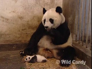 Sneezing Baby Panda