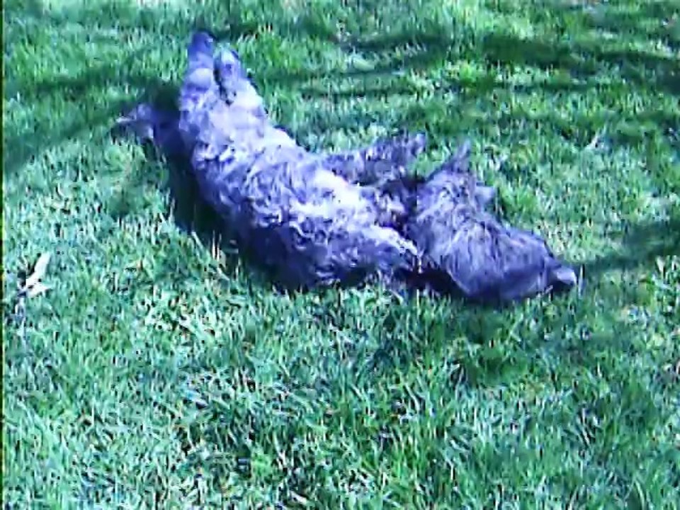 les chiens jouent