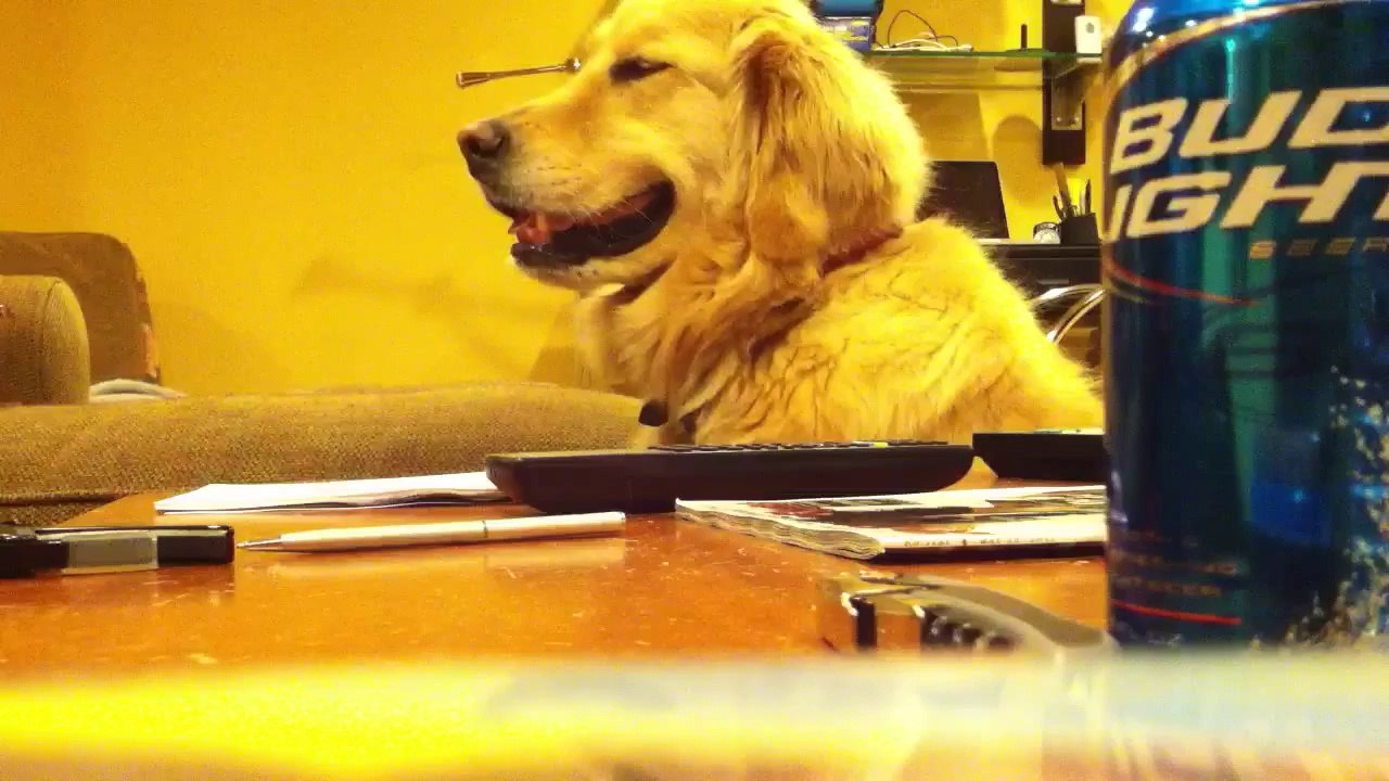 Golden Loves Guitar !!
