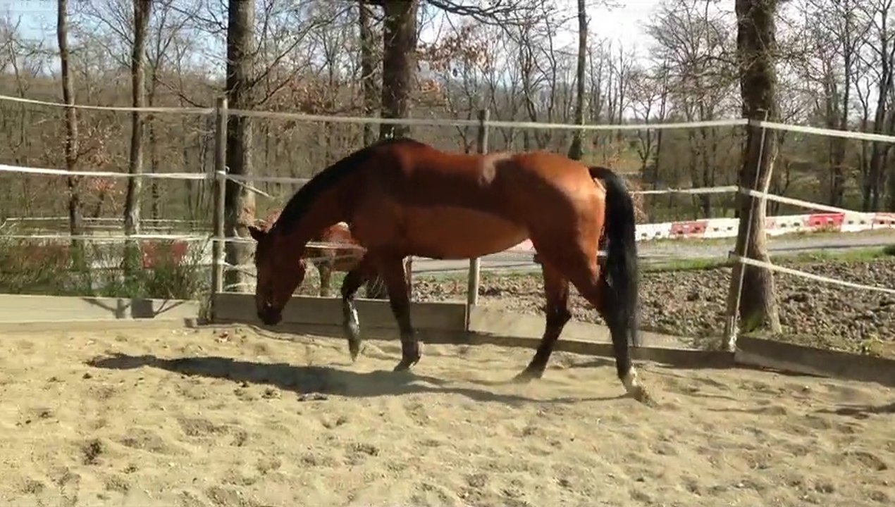 Détente dans le rond de longe en liberté