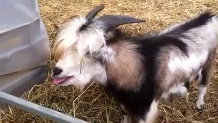 Talking Goat - amazing