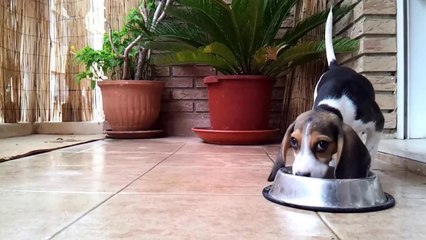 CINEPHONE 2013: HOME DOGS