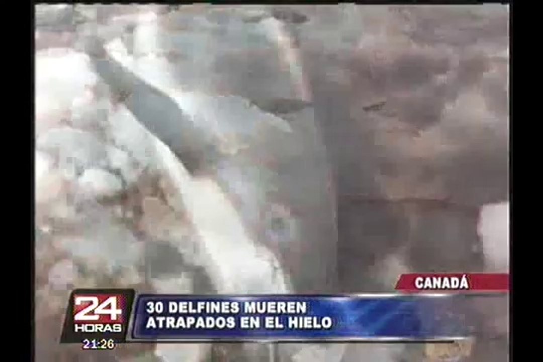 Canadá: más de 30 delfines murieron tras quedar atrapados en el hielo