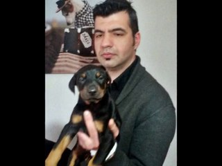 satılık doberman yavruları iletişim için _ 0543 659 72 02