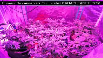 Manuel pour produire du cannabis chez soi