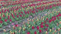 Dutch tulip fest Keukenhof opens to the public