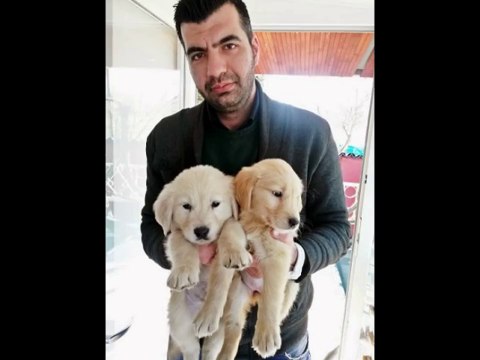 satılık golden yavruları iletişim için _ 0543 659 72 02