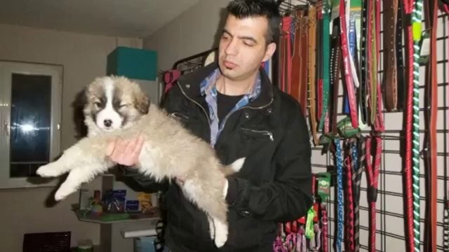 satılık kafkas çoban yavruları iletişim için _ 0543 659 72 02