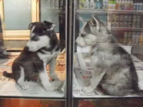 satılık sibirya husky yavruları iletişim için _ 0543 659 72 02