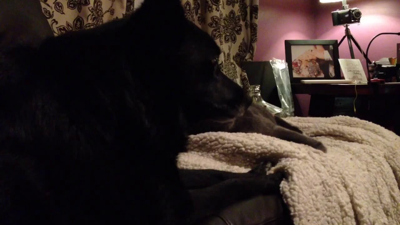 Grumpy Dog Wants His Spot on the Couch