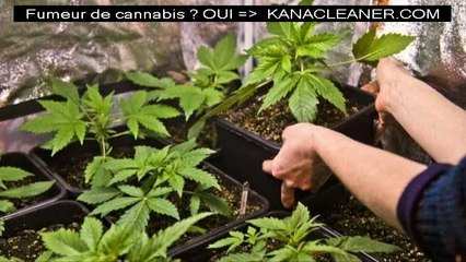 Conseils utiles pour entretenir ses pieds de cannabis