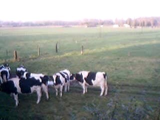 des vaches lesbiennes ca vs tente??