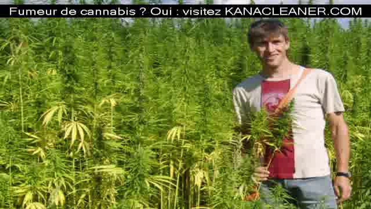 Conseils pour produire de l'herbe de cannabis en extérieur  ?
