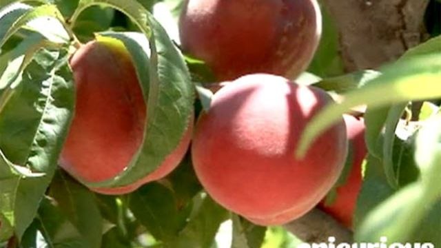 Chef Profiles and Recipes - Charlie Palmer's Source for Peaches