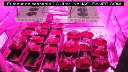 Tuto pour cultiver du cannabis dans son jardin