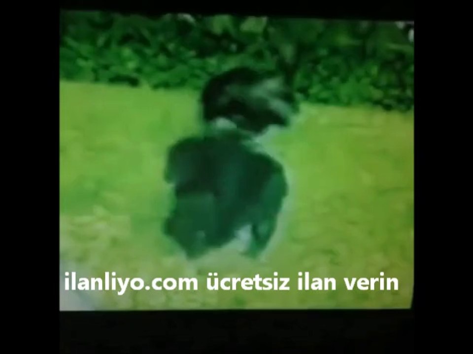 Çıldırmış Maymun