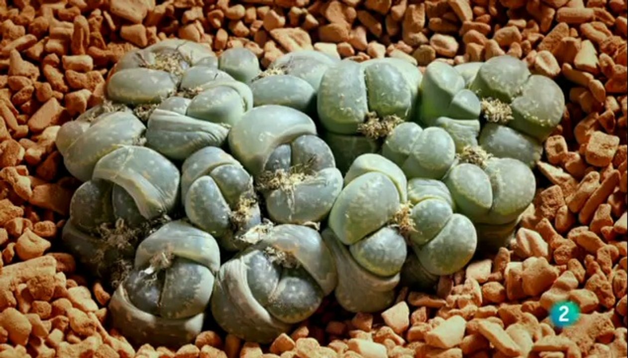 El reino vegetal: 3 Supervivencia