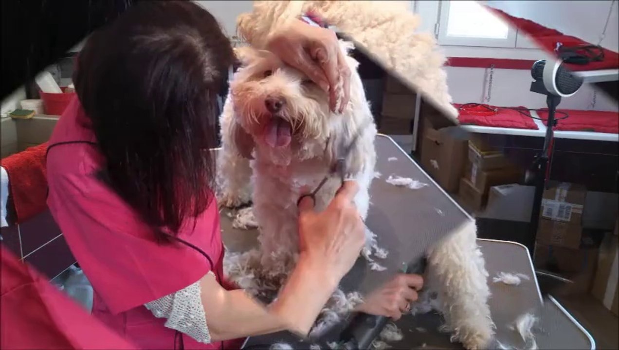 Le Salon de Martine - Toilettage chien et chats