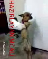 Bana Bir Koca Lazım Köpek Show :)