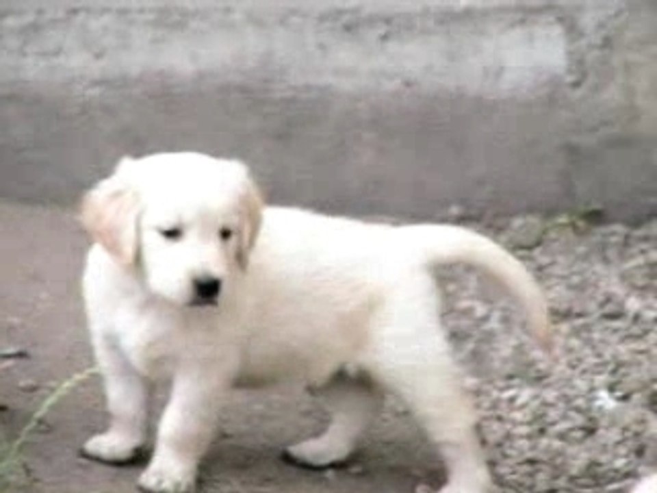 Bb usti devant gamelle