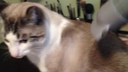 Cat Loves the Blow Dryer