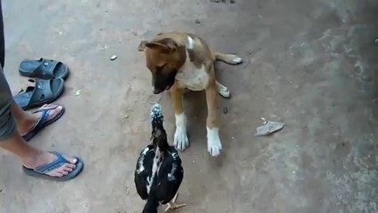 Hen Plays Around With Dog